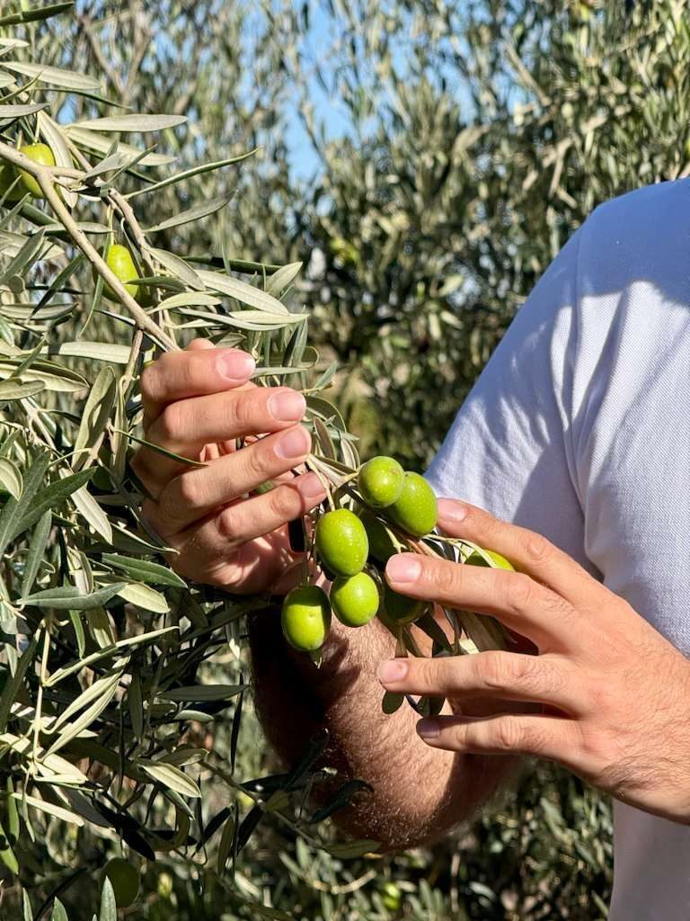 Toca la tierra que da vida a nuestros olivos