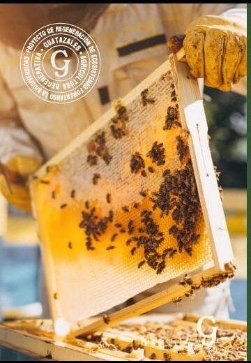 Hands holding a honeycomb full of honey at Guatazales